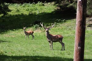 Maier vlg. Brückler12.08.2012 0109.jpg