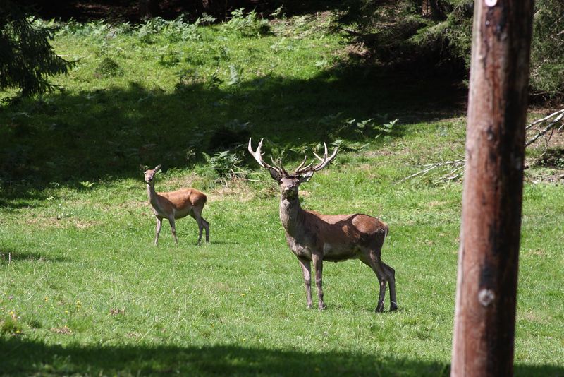 Datei:Maier vlg. Brückler12.08.2012 0109.jpg