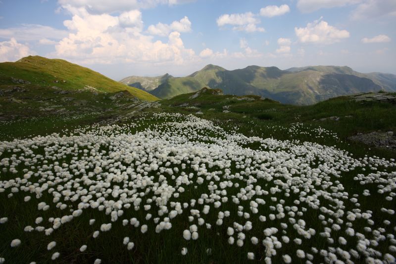 Datei:Beim wildsee 1378 13-08-06.jpg