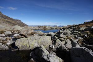 Goldlacken 0413 2013-10-08.jpg