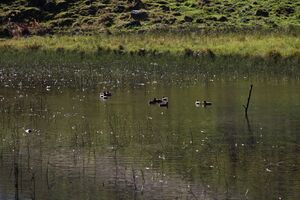Harmeralm 0721 2010-10-09.jpg