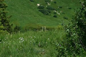 Mößnakar 0852 13-07-12.jpg