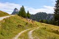 Bärenfeichtenalm-3224-2021-08-03.jpg
