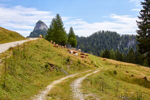 Bärenfeichtenalm-3224-2021-08-03.jpg