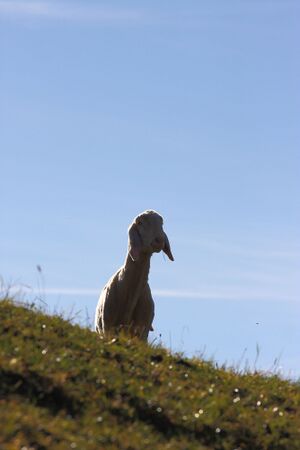 Burgstaller 14054 2015-11-12.jpg