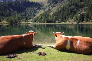 Duisitzkarsee 15112 2011-08-28.jpg