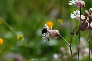 Im stegerkar 23841 2008-07-09.jpg
