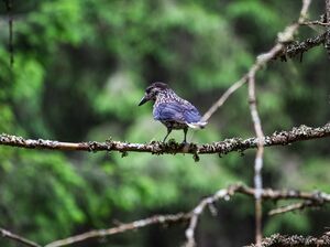 Tannenhäher bräualmtal 29261 2016-07-05.jpg