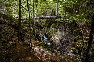 Wolfbauer wasserfallbach-405-2020-05-18.jpg