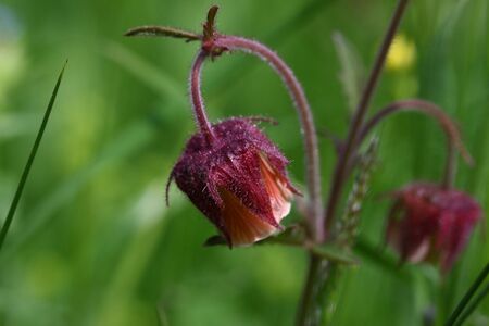 Bach-Nelkenwurz preuneggtal 90416 2015-06-04.jpg