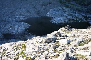 Goldlacken 0386 2008-08-12.jpg