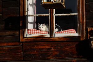 Halseralm-rittis 80011 2014-12-05.jpg