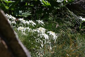 Edelweiß wildkar 0728 13-07-27.jpg