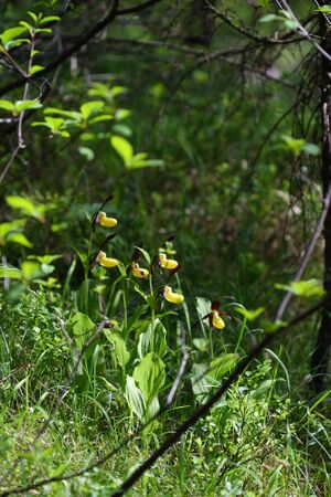 Frauenschuh 2094 2008-05-29.jpg