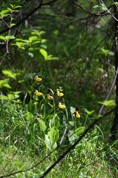 Datei:Frauenschuh 2094 2008-05-29.jpg