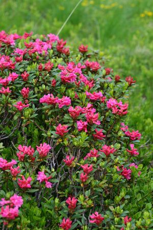 Im wildkar 23633 2008-06-26.jpg