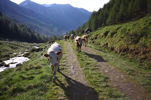 Katschtal 92563 2013-06-16.jpg