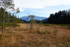 Knoppenmoos pichl-0291-2021-10-30.jpg