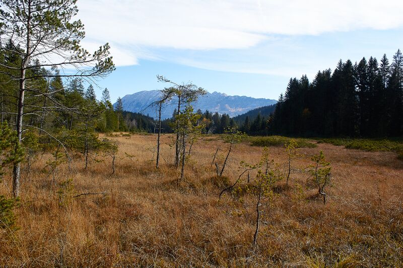 Datei:Knoppenmoos pichl-0291-2021-10-30.jpg