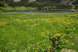 Plannersee 65263 2014-06-26.jpg