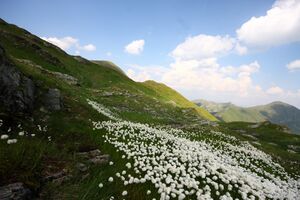 Beim wildsee 1381 13-08-06.jpg