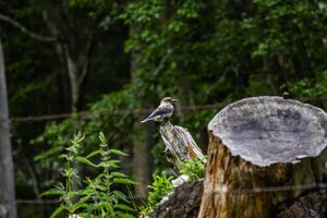 Bräualmtal-häher 4603.jpg