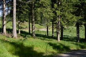 Gamssteinhals Palfau-0608-2025-06-24.jpg