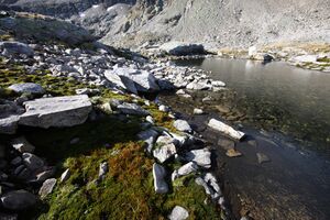 Goldlacken 0321 2013-10-08.jpg