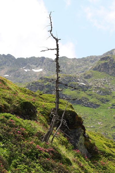 Datei:Im wildkar 23647 2008-06-26.jpg