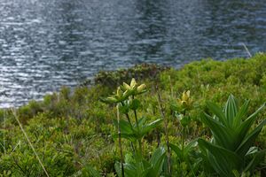 Untere riednersee 65355 2014-06-26.jpg