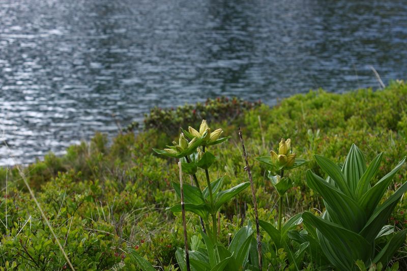 Datei:Untere riednersee 65355 2014-06-26.jpg
