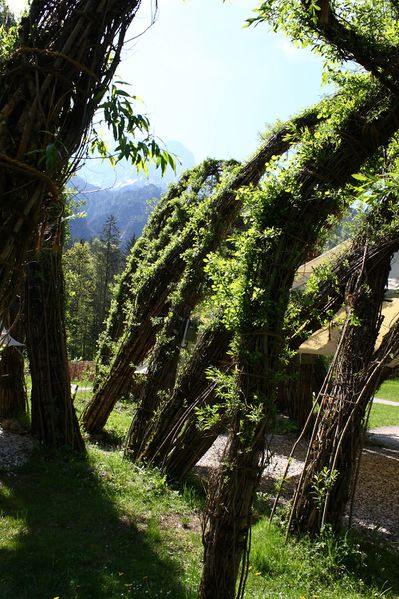 Datei:Weidendom gesäuse 56977 2014-05-05.jpg