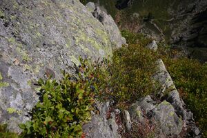 Gasselhöhe 36180 2011-08-26.jpg