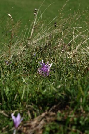 Herbstzeitlose jagersberger 01601 2015-09-12.jpg