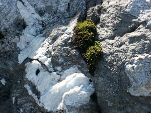 Klafferkessel 0490 2005-09-05.jpg