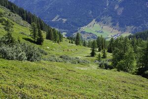 Kolbalm 94699 2015-07-11.jpg