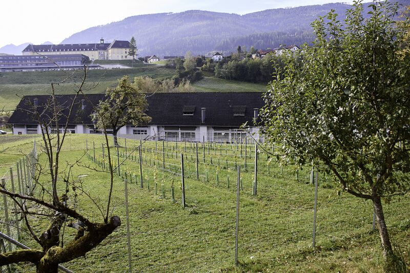 Datei:Weinberg Raumberg-0417-2023-10-18.jpg