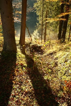 Ödensee 77974 2014-11-03.jpg