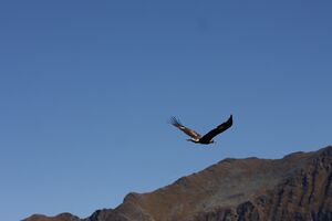 Adler-großsölk 1398 2013-09-25.jpg