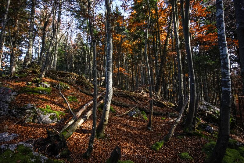 Datei:Buchwald tressenstein 11070 2015-10-28.jpg