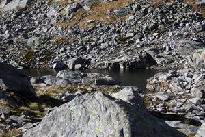 Goldlacken 0354 2013-10-08.jpg