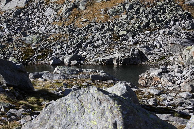 Datei:Goldlacken 0354 2013-10-08.jpg