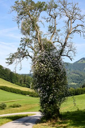 Jaglbauer breitau 2-0196-2025-06-18.jpg