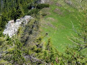 Steinböcke -Gößeck 60038 2014-06-10.JPG
