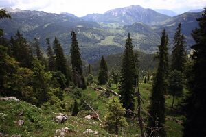 Gößler alm-402-2018-06-04.jpg