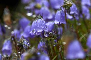 Giglach 10364 2011-07-21.jpg