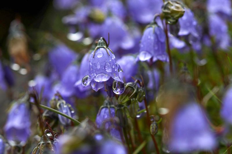 Datei:Giglach 10364 2011-07-21.jpg