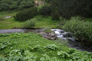 Schimpelbach 289 13-06-27.jpg