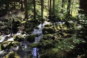 Strummern mühlreith 47198 2017-05-17.jpg