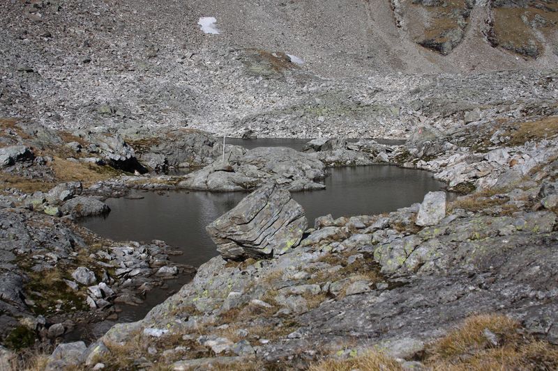 Datei:Goldlacken 0378 2013-10-08.jpg